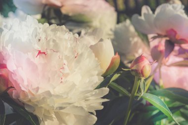 Beyaz renk çiçek Bahçe, filtre uygulanmış arka planda dekoratif Şakayık Çiçeği.