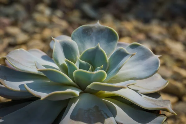 Echeveria Etli Popüler Bitkisi Fotoğrafını Ekrana Kapatın — Stok fotoğraf