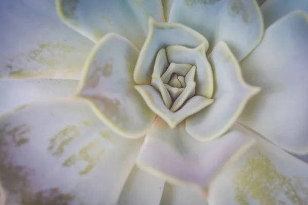 Zbliżenie Zdjęcie Echeveria Soczyste Popularna Roślina — Zdjęcie stockowe