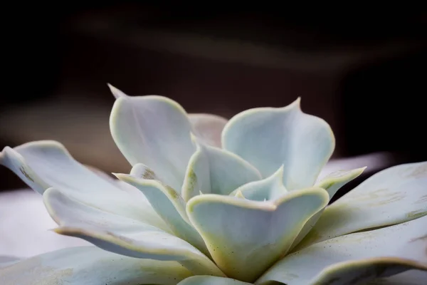 Zbliżenie Zdjęcie Echeveria Soczyste Popularna Roślina — Zdjęcie stockowe