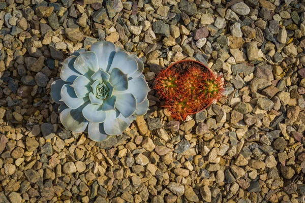 Küçük Echinocactus Grusonii Gökkuşağı Bitkisi Etli — Stok fotoğraf