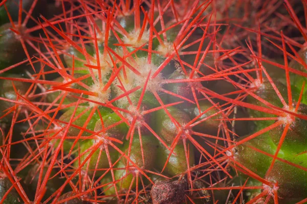 Small Echinocactus Grusonii Rainbow House Plant Succulent — Stock Photo, Image