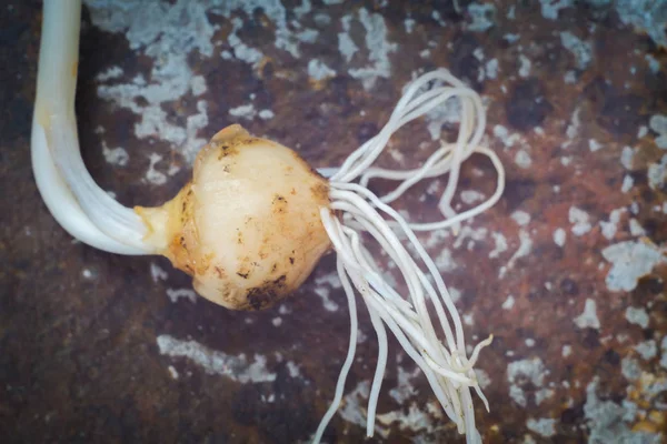 Taze olgunlaşmış küçük beyaz soğan, rustik arka plan.