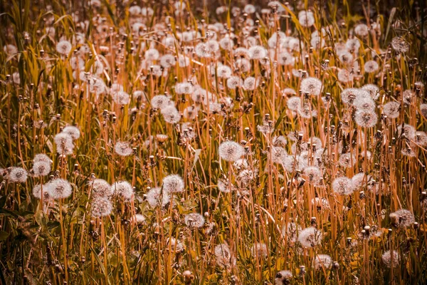 Summer White Dandelions Sunny Grass Field Retro Background — Stock Photo, Image