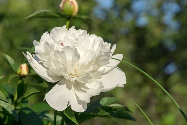 Decorative Peony Flower White Color Blooms Garden — Stock Photo, Image