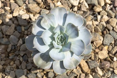 Echeveria etli, popüler ev bitkisi fotoğrafını ekrana kapatın.