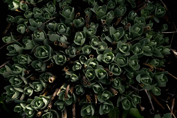 Crassula Nedvdús Növény Kerti Háttérben Közelről — Stock Fotó
