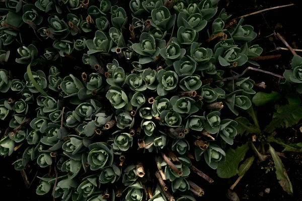 Primer Plano Planta Suculenta Crassula Fondo Del Jardín — Foto de Stock