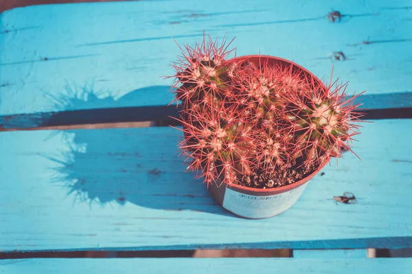 Petit Échinocactus Grusonii Arc Ciel Plante Intérieur Succulent Fond Filtré — Photo