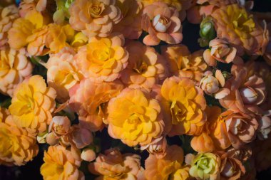 Çiçek açan aranjmani, yakın etli, küçük turuncu çiçekler arka plan.