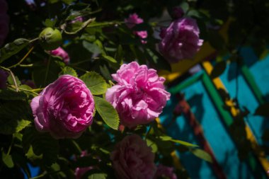 Pembe renkli dekoratif Sarmaşık Gülleri yakın çekim.
