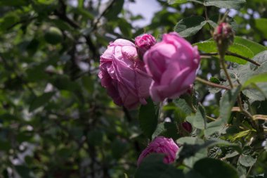 Pembe renkli dekoratif Sarmaşık Gülleri yakın çekim.
