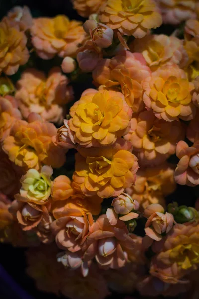 Nahaufnahme Der Blühenden Kalanchoe Sukkulente Kleine Orangefarbene Blüten Hintergrund — Stockfoto