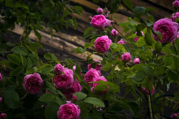 Dekorativa Klätterrosor Rosa Färg Närbild — Stockfoto