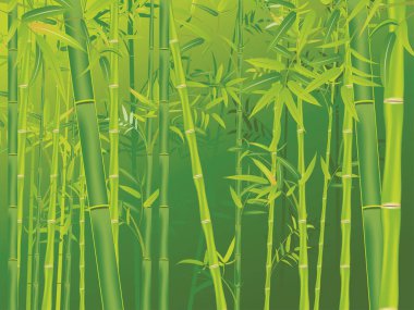 Bambu ağaçları, Asya orman manzara arka plan resmi.