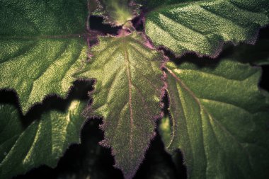 Ev bitki gynura dekoratif yaprakları fotoğrafını ekrana kapatın.