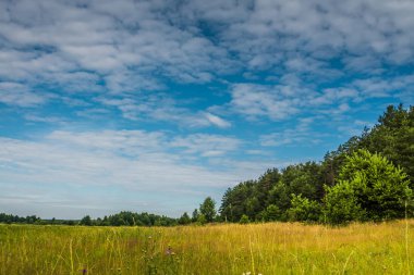 Yaz çam ormanı mavi gökyüzü arka plan üzerinde.