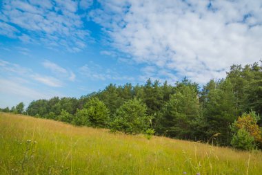 Yaz çam ormanı mavi gökyüzü arka plan üzerinde.