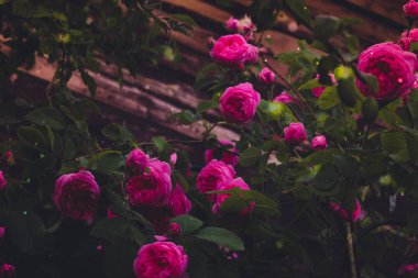 Pembe renkli dekoratif Sarmaşık Gülleri yakın çekim, arka plan filtre.