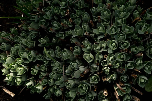Εσωτερικη Crassula Εύχυμου Φυτού Στο Βάθος Κήπος — Φωτογραφία Αρχείου