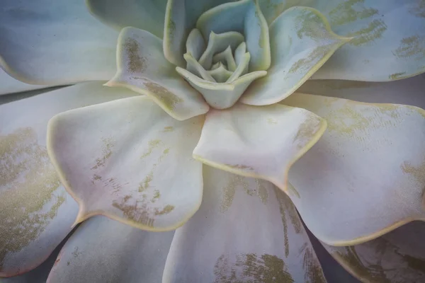 Zbliżenie Zdjęcie Echeveria Soczyste Popularna Roślina — Zdjęcie stockowe