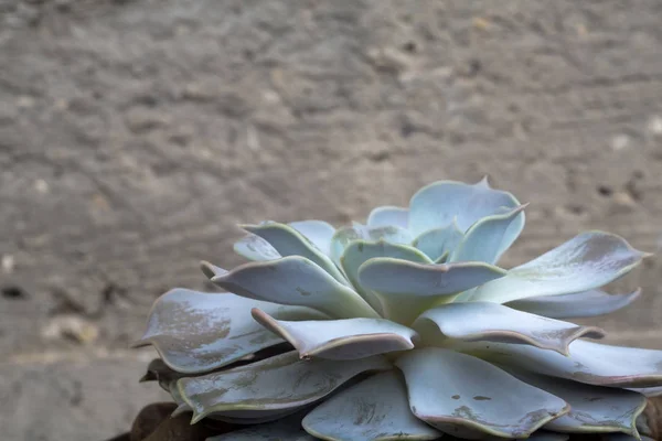 Echeveria Etli Popüler Bitkisi Fotoğrafını Ekrana Kapatın — Stok fotoğraf