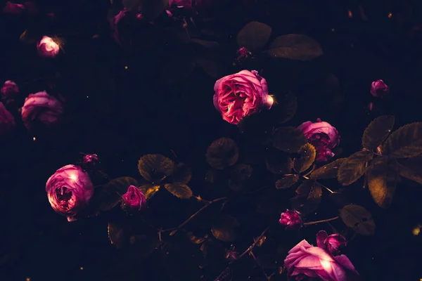 粉红色的装饰性攀岩玫瑰特写 过滤背景 — 图库照片