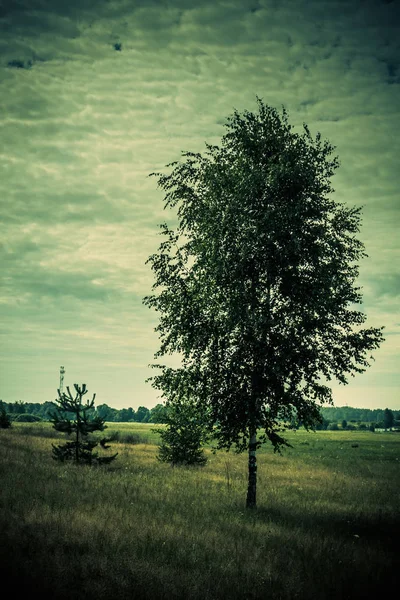 Літній Сільський Луговий Краєвид Деревом Зеленою Травою — стокове фото