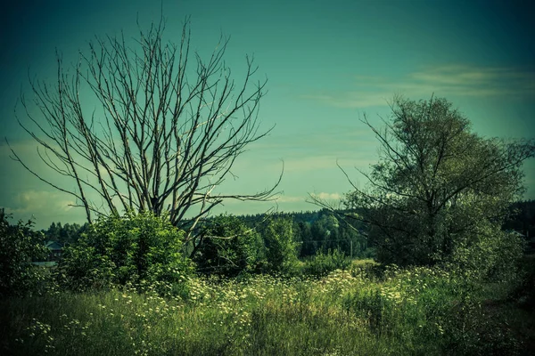 Verão Paisagem Prado Rural Com Uma Árvore Grama Verde — Fotografia de Stock