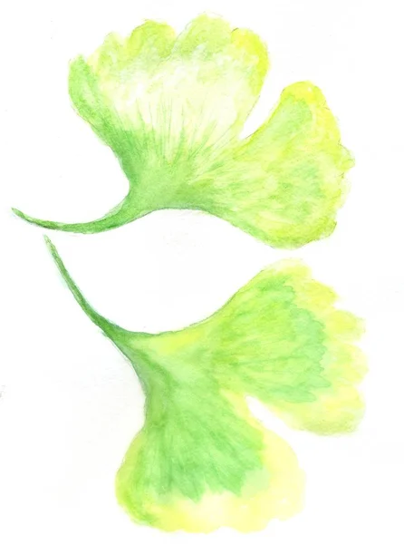 Stilize Ginkgo Biloba Yeşil Suluboya Elle Çizilmiş Illüstrasyon Boyalı Bırakır — Stok fotoğraf