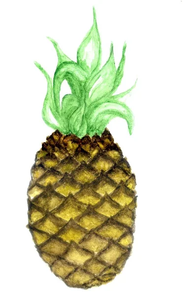 Stylizowane Ananas Malowane Akwarele Ilustracja — Zdjęcie stockowe