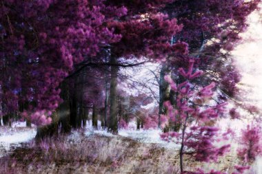 Çam ormanı, gerçeküstü renkleri sabahın erken saatlerinde ışık fotoğraf düzenleme.