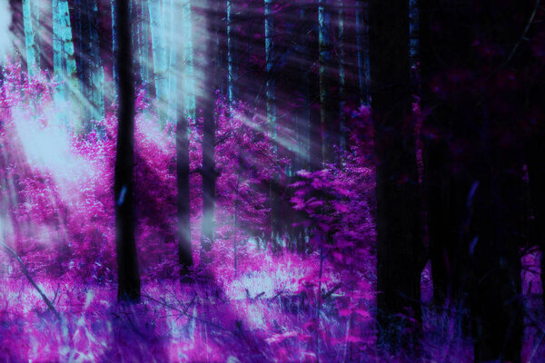 Early morning light in the pine forest, surreal colors photo editing.