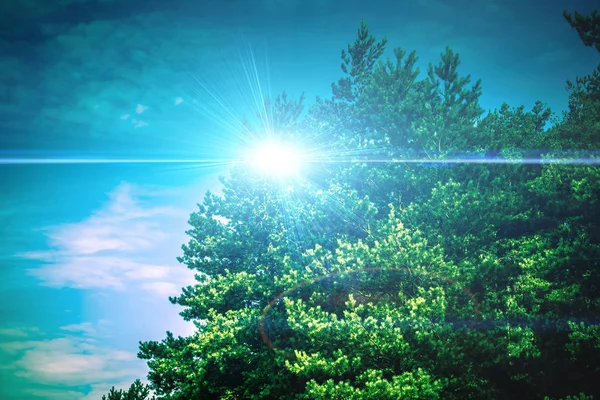 Summer pine forest photo filtered, edited colors and flare effect background.