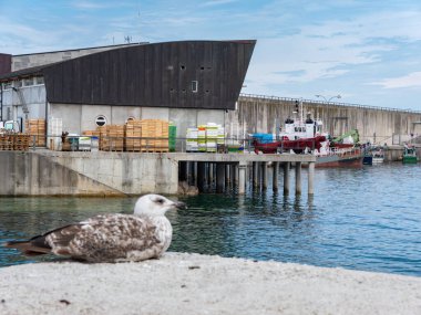 Depolanacak bir sürü eşyası olan rıhtım. Ön cephede birkaç tekne ve bulanık bir martı görebilirsiniz..