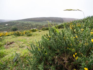 Sarı çiçekli çalılar. Şehir dışında, bulutlu bir günde..