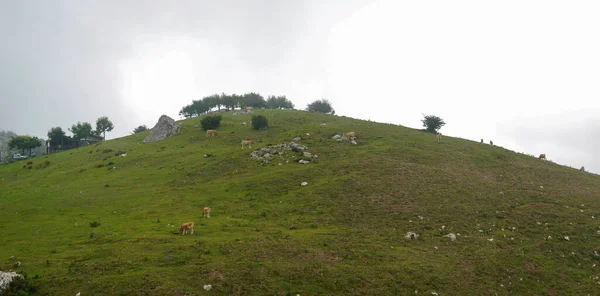丘の上で牛の放牧 とても曇っていて 丘は霧に囲まれています — ストック写真