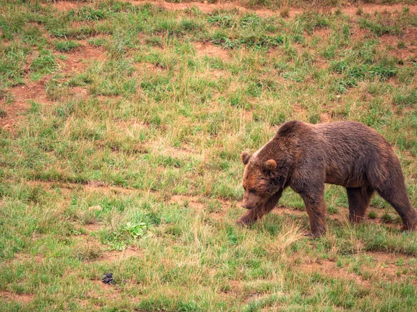 Medvěd Grizzly Kráčí Trávě Svém Domě Přírodním Parku Cabarceno Kantábrii — Stock fotografie