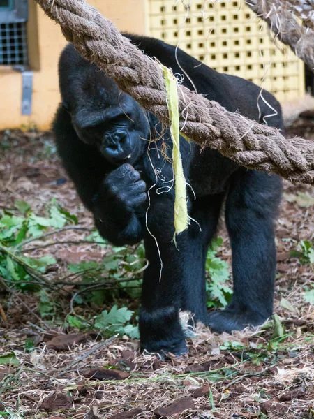 Gorille Sauvage Marche Mange Est Chez Lui Dans Parc Naturel — Photo