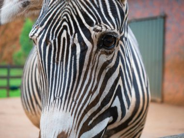 Huzurlu zebra etrafa bakıyor. İspanya, Cantabria 'daki Cabarceno' nun doğal parkındaki evinde..