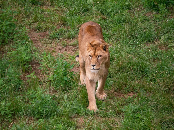 Leão Selvagem Perseguir Ela Está Caminhando Sobre Grama Sua Casa — Fotografia de Stock
