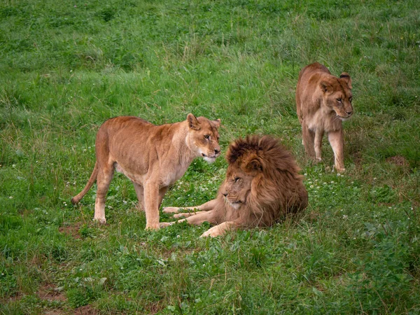 Leões Selvagens Descansar Leão Macho Está Deitado Relva Enquanto Fêmeas — Fotografia de Stock