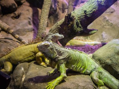 İspanya, Cantabria 'daki Cabarceno doğal parkında iki iguana. Sessizce bir kayanın üzerinde dinleniyorlar..