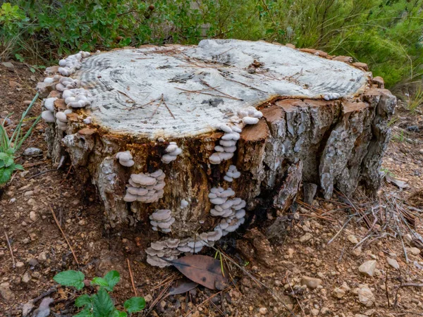 Raue Verhältnisse Lande Hat Weiße Pilze Auf Der Ganzen Rinde — Stockfoto