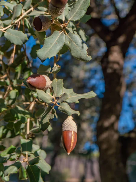 Some Acorns Sunny Day Holm Oak All Covered Sunlight — Stock Photo, Image