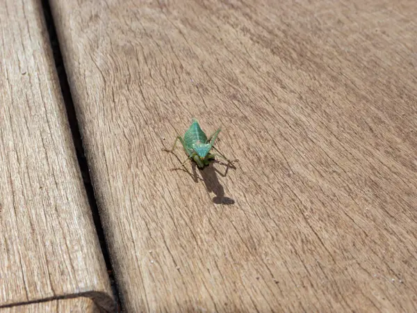 Bidsprinkhaan Zittend Een Houten Vloer Buiten Een Zonnige Dag Kijkt — Stockfoto