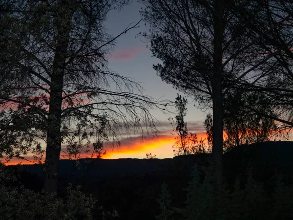 Matahari Terbenam Dengan Langit Oranye Dan Biru Beberapa Pohon Backlit — Stok Foto