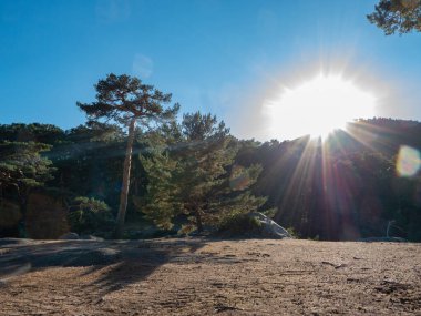 Ağaçlar ve kumlu zemin ışığa karşı, tamamen mavi gökyüzü ve yoğun güneşle.