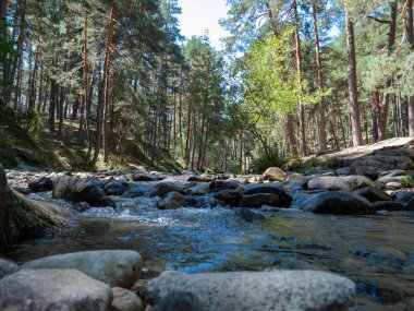 Segovia 'da doğal bir çevredeki bir dereye bakın, etraf bitki örtüsüyle dolu..