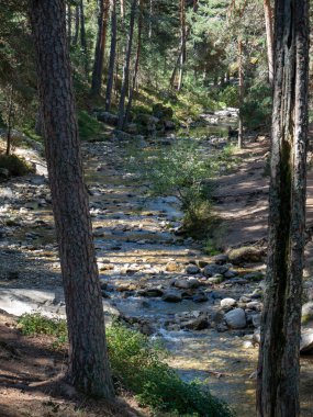 Segovia 'da doğal bir çevrede, etraf bitki örtüsüyle dolu..